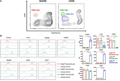 Identification of a Porcine Liver EomeshighT-betlow NK Cell Subset That Resembles Human Liver Resident NK Cells